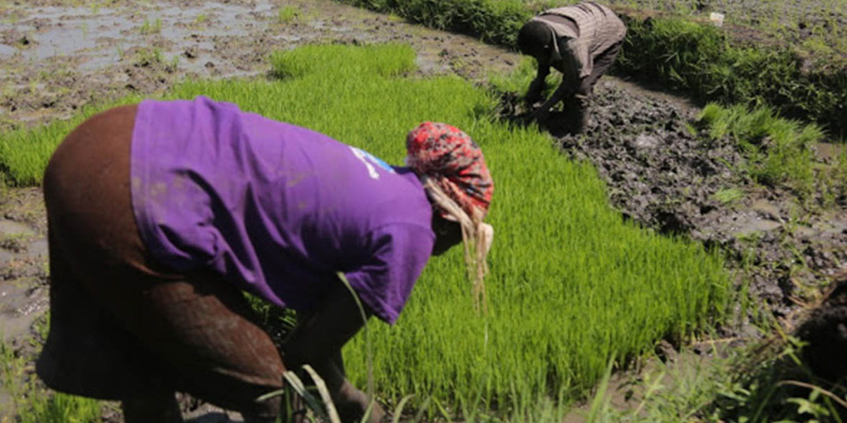 ahero-600 – National Irrigation Authority